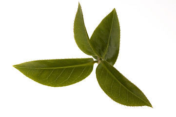 Image showing fresh tea leaves