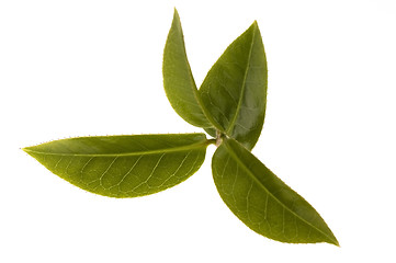 Image showing fresh tea leaves