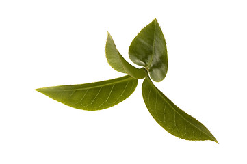 Image showing fresh tea leaves