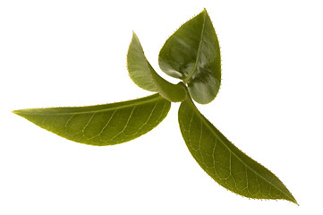 Image showing fresh tea leaves