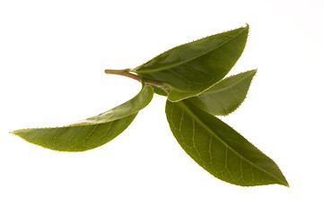 Image showing fresh tea leaves