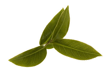 Image showing fresh tea leaves