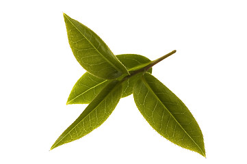 Image showing fresh tea leaves