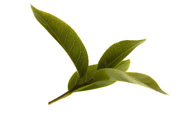 Image showing fresh tea leaves