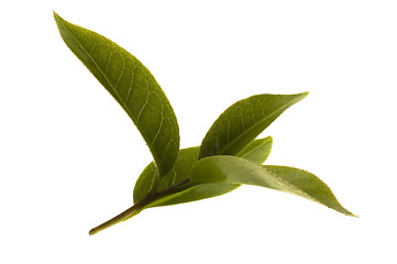 Image showing fresh tea leaves