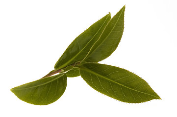 Image showing fresh tea leaves