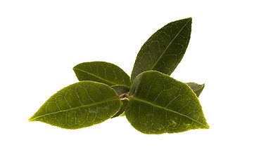 Image showing fresh tea leaves