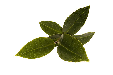 Image showing fresh tea leaves