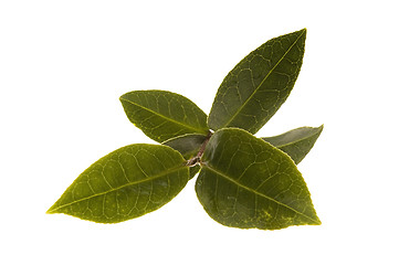 Image showing fresh tea leaf