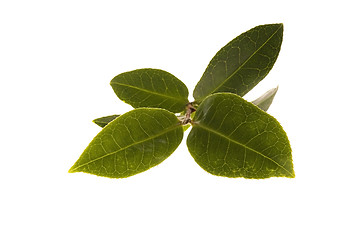 Image showing fresh tea leaves