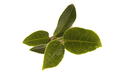 Image showing fresh tea leaves