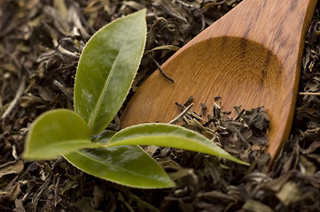 Image showing tea