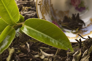 Image showing tea