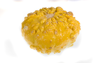 Image showing Ornamental Squash 2