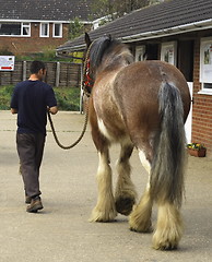 Image showing stable lad with a shirehorse