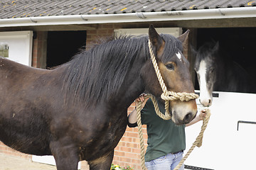 Image showing horse outside stables
