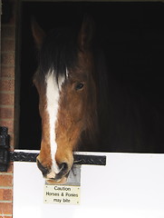 Image showing horse inside stables
