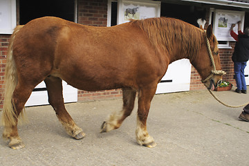 Image showing horse outside stables