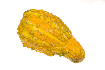 Image showing Ornamental Squash 4