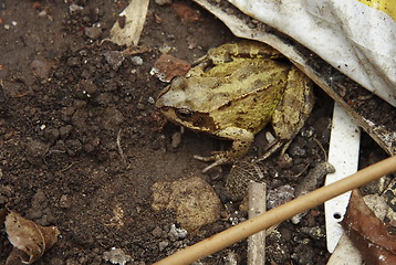 Image showing toad lurking in the rubbish