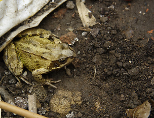 Image showing toad lurking in the rubbish