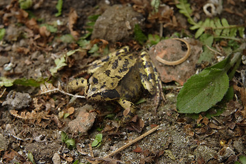 Image showing toad lurking in the undergrowth