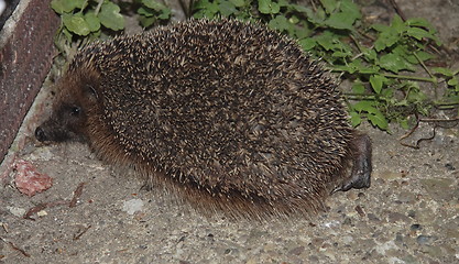 Image showing hedgehog