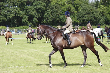 Image showing parading horses on show