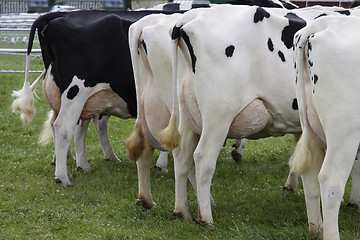 Image showing cows rear ends 