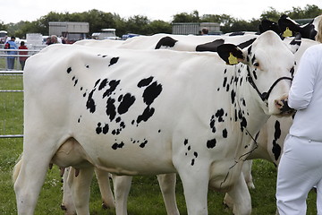 Image showing cows on show