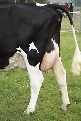 Image showing cows rear ends 