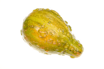 Image showing Ornamental Squash 10