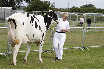 Image showing cow being shown with a handler