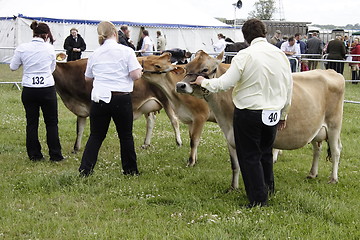 Image showing Jersey cows 