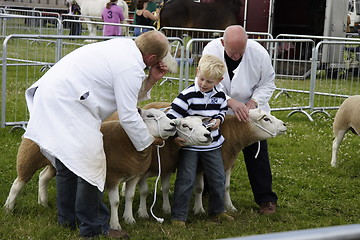 Image showing showing sheep