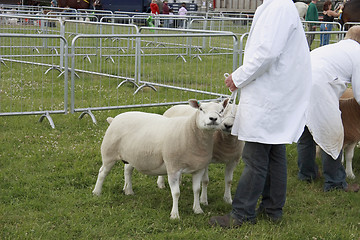 Image showing showing sheep