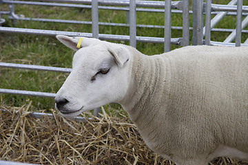 Image showing sheep in a pen