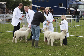 Image showing showing lambs