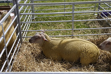 Image showing sheep in a pen