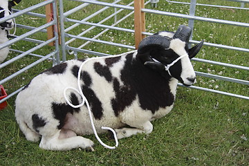 Image showing goat at a show