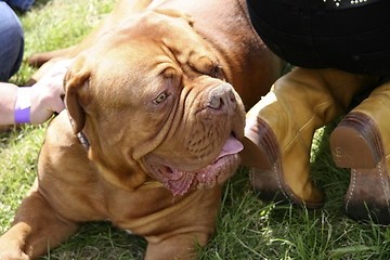 Image showing large dog