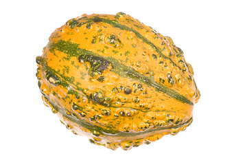 Image showing Ornamental Squash 11