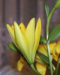 Image showing yellow lilies