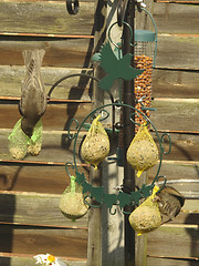 Image showing starling feeding on fat balls