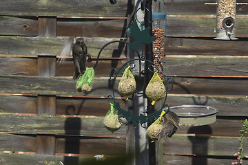 Image showing starling feeding on fat balls