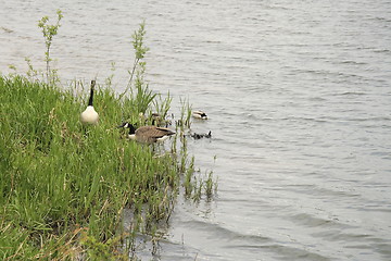 Image showing geese in the grass bank