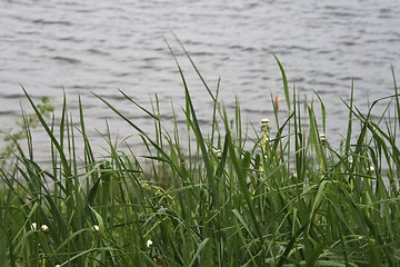 Image showing grass infront of water