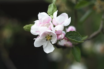 Image showing apple blossom