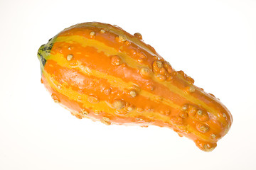 Image showing Ornamental Squash 12