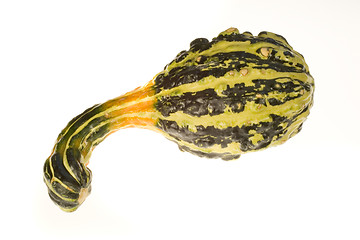 Image showing Ornamental Squash 13